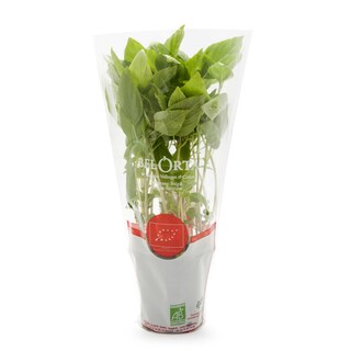 Delhaize | Bio | Basilicum | Thais | Pot | Bio 