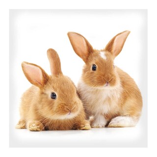 Wnf | Servetten | Pasen 2022 