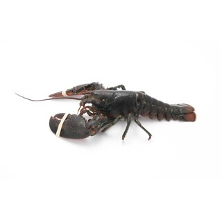 Delhaize | Homard | Vivant 