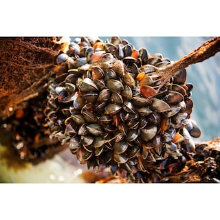 Premier | Moules de cordes | Danemark | Bio 