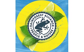 Lipton | Green Tea | Ice Tea | Non pétillant | Vert | Sans Sucre 6 x 50 cl