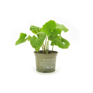 Delhaize | Bio | Wasabi  |Pot | Bio 
