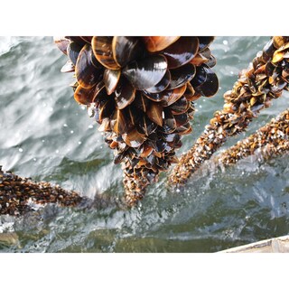 Premier | Moules de cordes | Danemark | Bio 