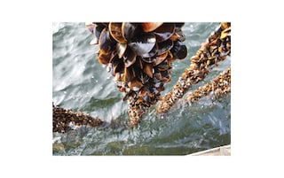 Premier | Moules de cordes | Danemark | Bio 