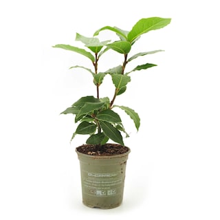 Delhaize | Bio | Laurus Nobilis | Pot | Bio 