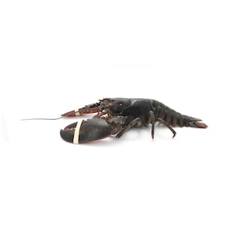 Delhaize | Homard d'été 
