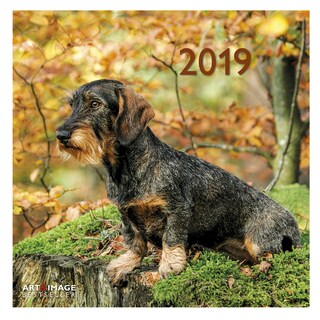 Te Neues - Pok Editions | Kalender | teckel | 2019 