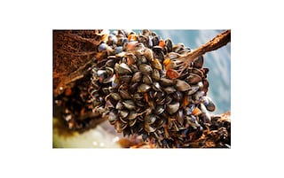 Premier | Hangcultuur mosselen | Deens | Bio 