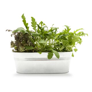 Delhaize | Bio | Bio | Trio | Herbes 