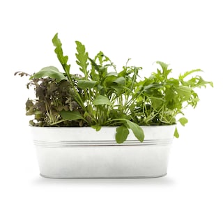 Delhaize | Bio | Bio | Trio | Herbes 