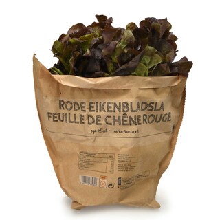 Delhaize | Rode eikenbladsla | Kluit 1 st