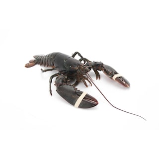 Delhaize | Homard | Vivant 