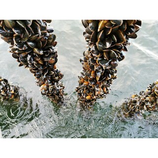 Premier | Moules de cordes | Danemark | Bio 