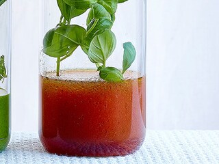 Tomatenvinaigrette