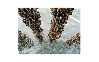 Premier | Moules de cordes | Danemark | Bio 