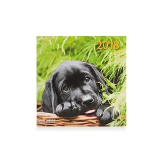 Te Neues - Pok Editions | Calendrier | Chien | 2019 | 30 x 30 cm 