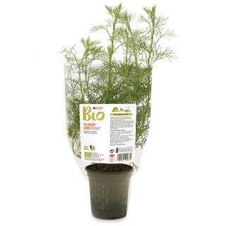 Delhaize | Bio | Cola kruid bio 