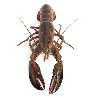Delhaize | Homard vivant 600-800G 