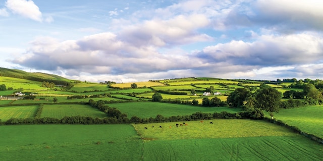 Bœuf irlandais comme une tartine