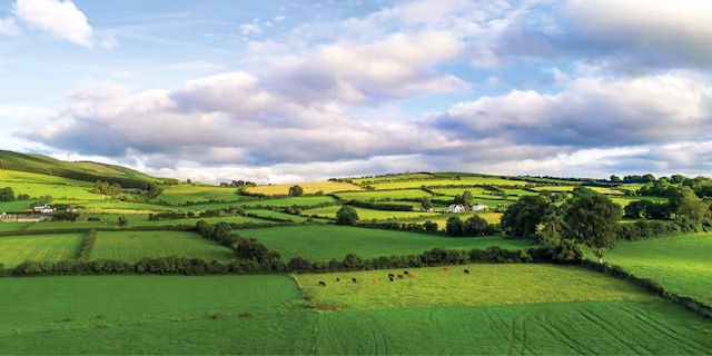 Entrecôte black Angus en croûte de poivre 