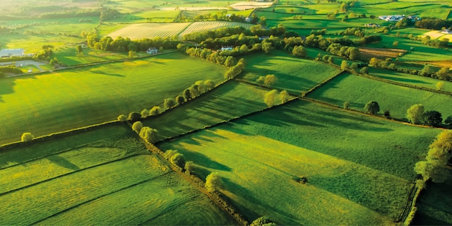 Entrecôtes d'Irlande selon Roland DEBUYST Sauce échalote et 5 préparations faciles de légumes