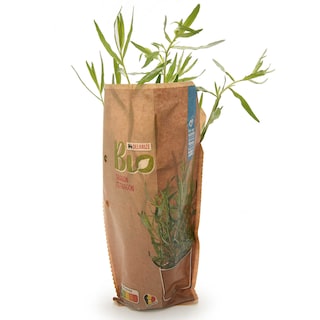 Delhaize | Bio | Dragon | Pot | Bio 