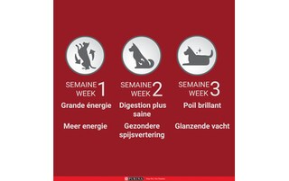 Purina ONE | Aliment Chien | Mini | Croquettes | Saumon 