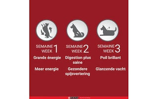 Purina ONE | Aliment Chien | Medium&Maxi | Croqu | Boeuf 
