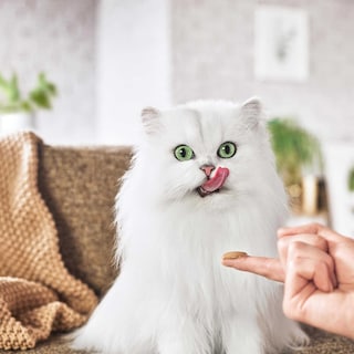 Gourmet | Nature's Creations | Kattenvoeding | Adult | Snacks | Kip 5 x 10 gr