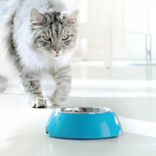 Purina ONE | Bifensis | Aliment Chat | Sterilisé | Croquettes |Poulet 