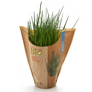 Delhaize | Bio | Bieslook | grote pot | Bio 