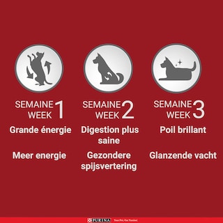 Purina ONE | Aliment Chien | Medium&Maxi | Croqu | Boeuf 