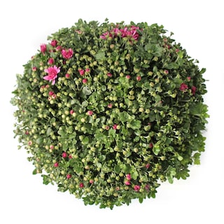 Delhaize | DP CHRYSANT 