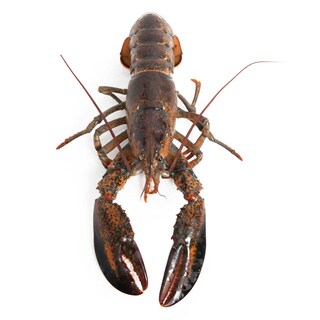 Delhaize | Homard vivant 800+G 