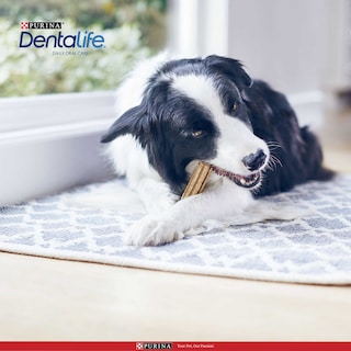 Dentalife | Hygiène buccale | Mini | Snacks Chien 