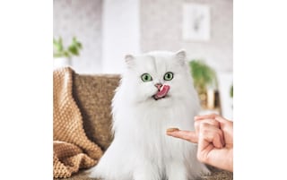 Gourmet | Nature's Creations | Kattenvoeding | Adult | Snacks | Kip 5 x 10 gr