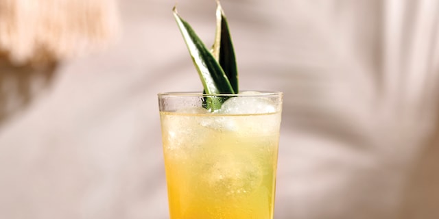 Summer Mule