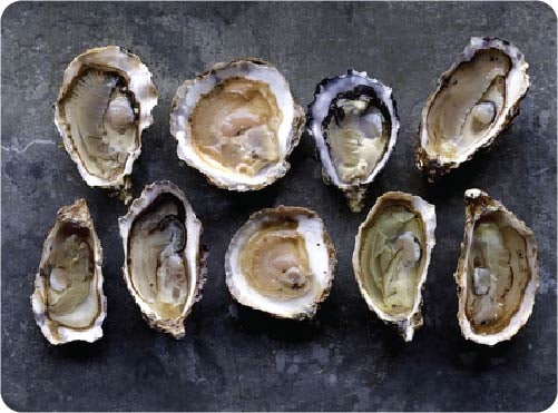 Het verschil tussen platte en holle oesters
