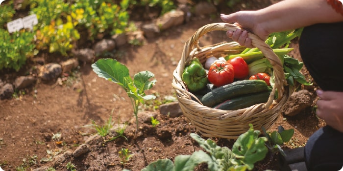 3. Dans le jardin