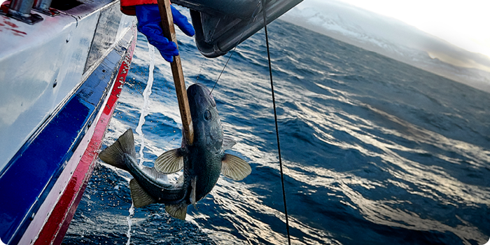 Pourquoi choisir du poisson et des fruits de mer issus de Seafood Charter?