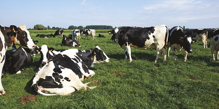 Wat eten koeien die biologische melk produceren?