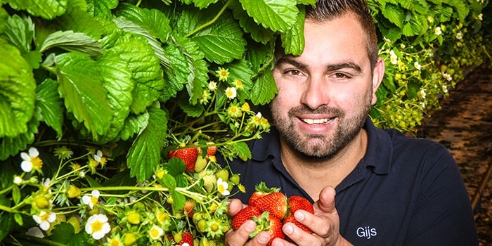 Les fraises belges de Royakkers